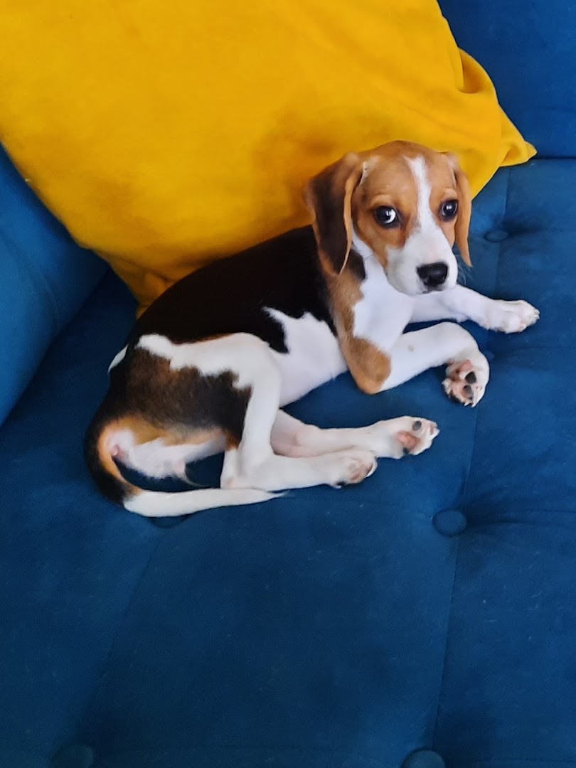 Beagle-puppy ligt ontspannen op een bank na een trimbeurt bij Hondentrimsalon Joy